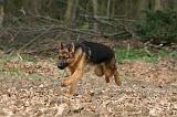 BERGER ALLEMAND 1166